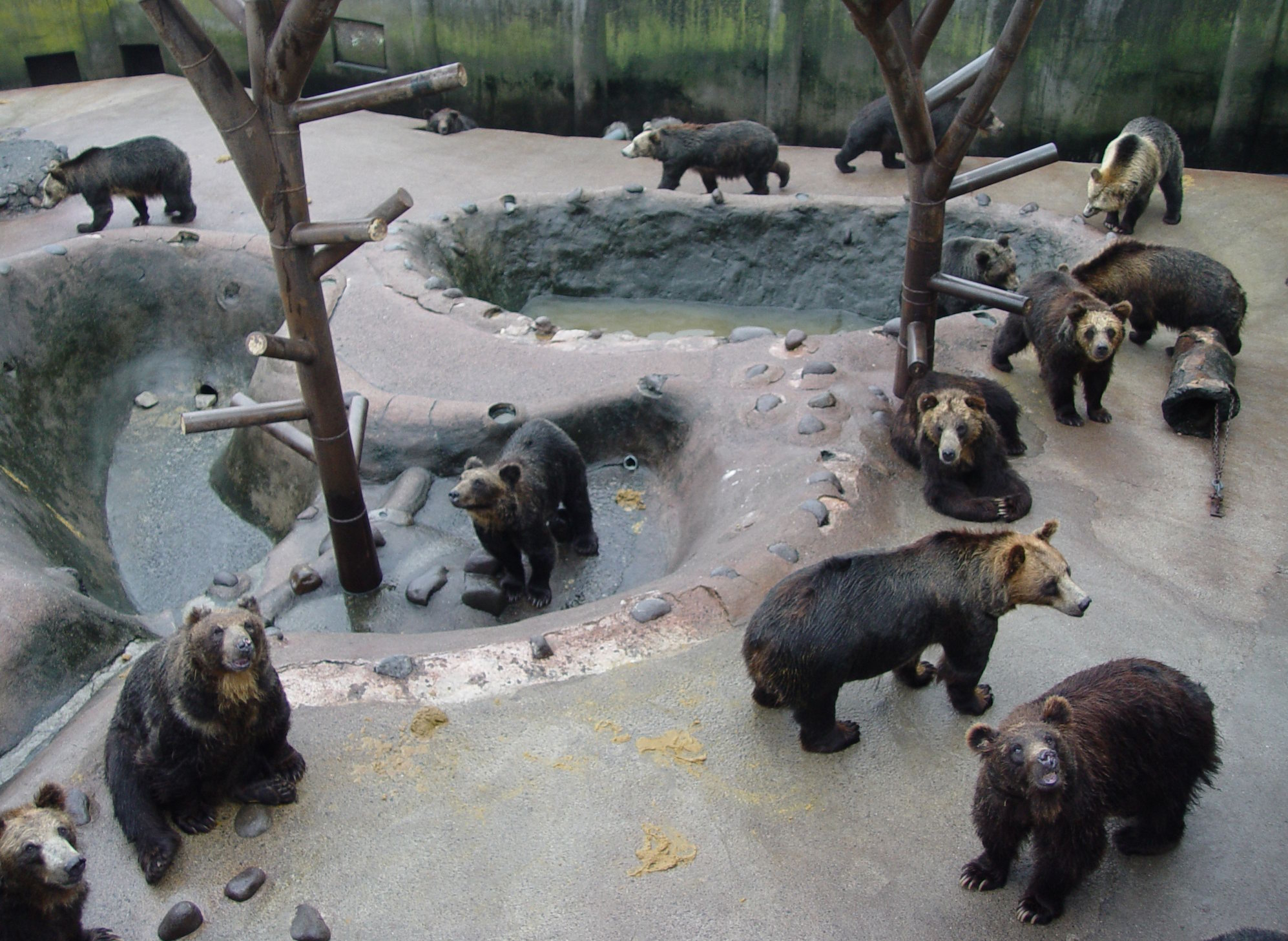 02-04-01-07 We saw many bears in Noboribetsu Bear Farm.jpg